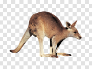 Kangaroo 袋鼠 PNG图片