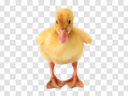 Duck 鸭子 PNG图片