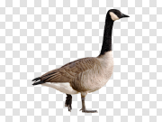 Goose 鹅 PNG图片