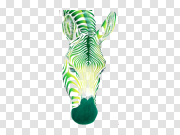 Zebra 斑马 PNG图片