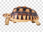 Turtle PNG images 乌龟PNG图像 PNG图片