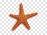 Starfish 海星 PNG图片