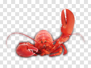 Lobster 龙虾 PNG图片