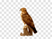 Falcon PNG images 猎鹰PNG图片 PNG图片