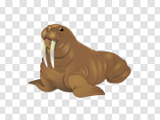 Walrus PNG images 海象PNG图片 PNG图片