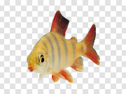 Fish 鱼 PNG图片