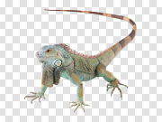 Lizard 蜥蜴 PNG图片