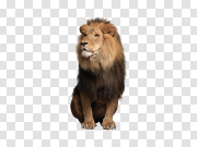 Lion 狮子 PNG图片