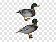Duck 鸭子 PNG图片