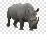 Rhino PNG images Rhino PNG图像 PNG图片