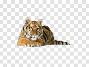 Tiger 老虎 PNG图片