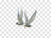 Seagull 海鸥 PNG图片