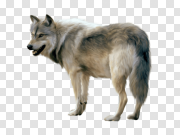 Wolf 狼 PNG图片