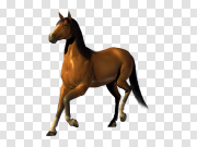 Horse 马 PNG图片