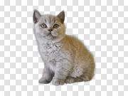 Cat 猫 PNG图片