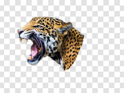 Leopards 豹子 PNG图片