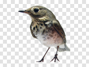 Bird 鸟 PNG图片