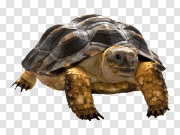 Turtle PNG images 乌龟PNG图像 PNG图片
