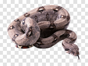 Snake 蛇 PNG图片