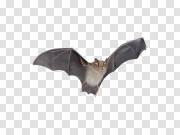 Bat 蝙蝠 PNG图片