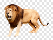 Lions head 狮子头 PNG图片