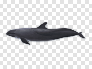 Whale 鲸鱼 PNG图片