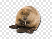 Beaver 海狸 PNG图片