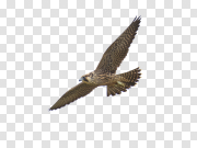 Falcon PNG images 猎鹰PNG图片 PNG图片