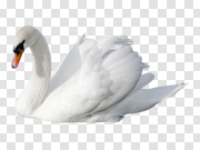 Swan 天鹅 PNG图片