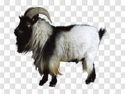 Goat 山羊 PNG图片
