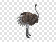 Ostrich 鸵鸟 PNG图片