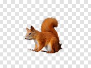 Squirrel 松鼠 PNG图片