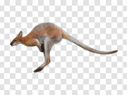 Kangaroo 袋鼠 PNG图片