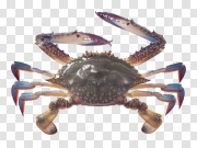 Crab 蟹 PNG图片