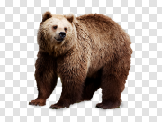 Bears 熊 PNG图片