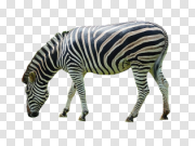 Zebra 斑马 PNG图片