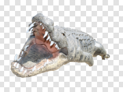 Crocodile 鳄鱼 PNG图片