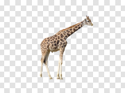 Giraffe 长颈鹿 PNG图片