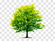 Tree, free PNGs 树，免费PNG PNG图片