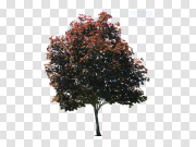 Tree, free PNGs 树，免费PNG PNG图片