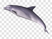 Water Dolphin Transparent PNG 水海豚透明PNG PNG图片