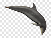 Dolphin Swimming Transparent PNG 海豚游泳透明PNG PNG图片