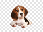 Beagle Background PNG Image 比格犬背景PNG图像 PNG图片