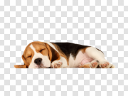 Beagle Dog Background PNG Image 比格犬背景PNG图像 PNG图片