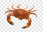 Sea Crab Transparent PNG 透明海蟹 PNG图片