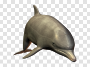 Swimming Dolphin Transparent PNG 游泳海豚透明PNG PNG图片