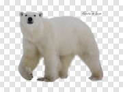 White Polar Bear Walking Transparent PNG 白色北极熊行走 PNG图片