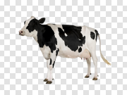 White Dairy Cow Transparent PNG 白奶牛 PNG图片