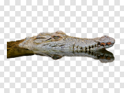 Long Crocodile Transparent PNG 长鳄鱼透明PNG PNG图片