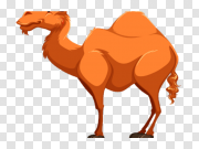 Camel Cartoon PNG 骆驼卡通PNG PNG图片